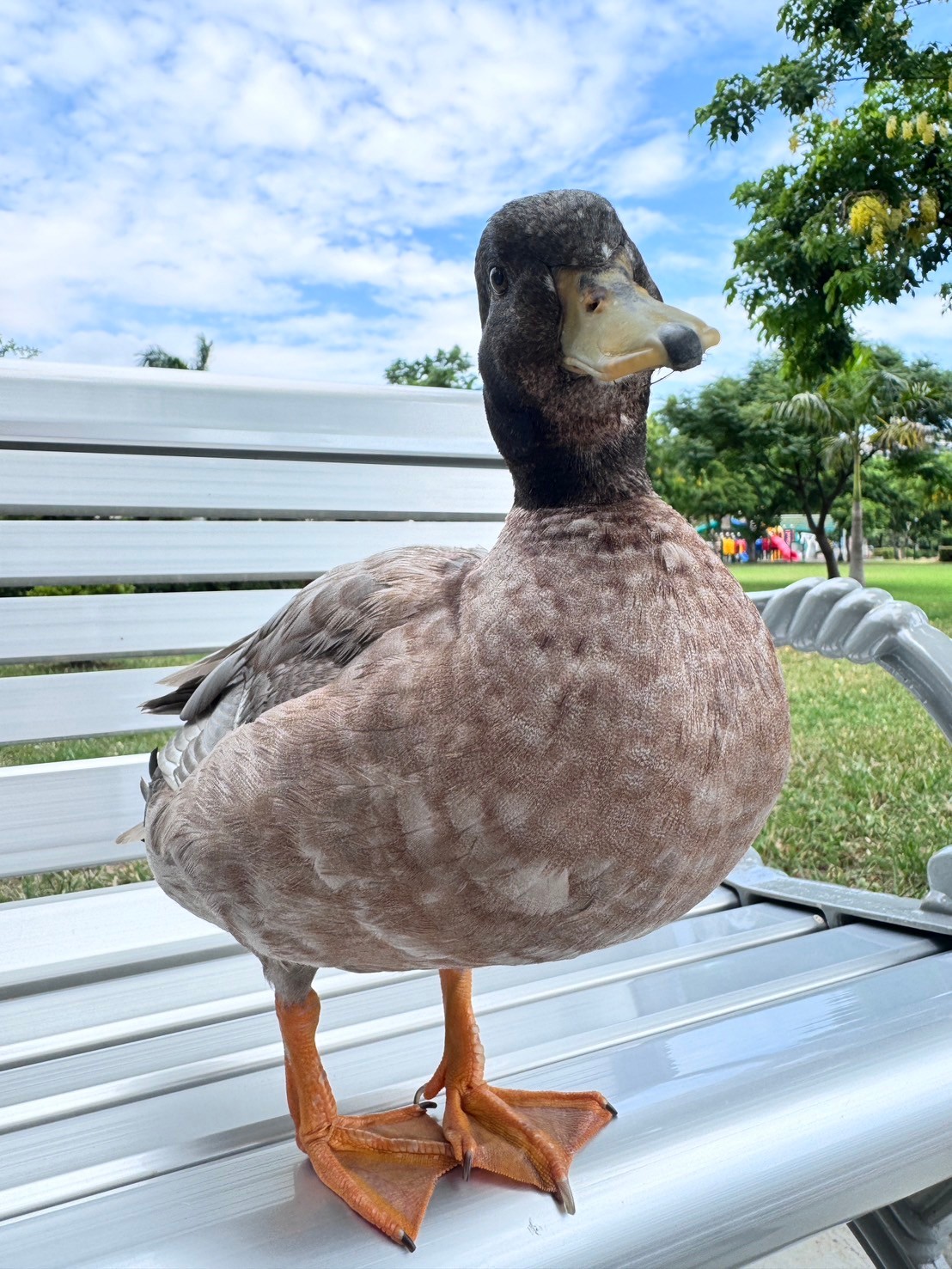 LINE_ALBUM_隨手_240805_1